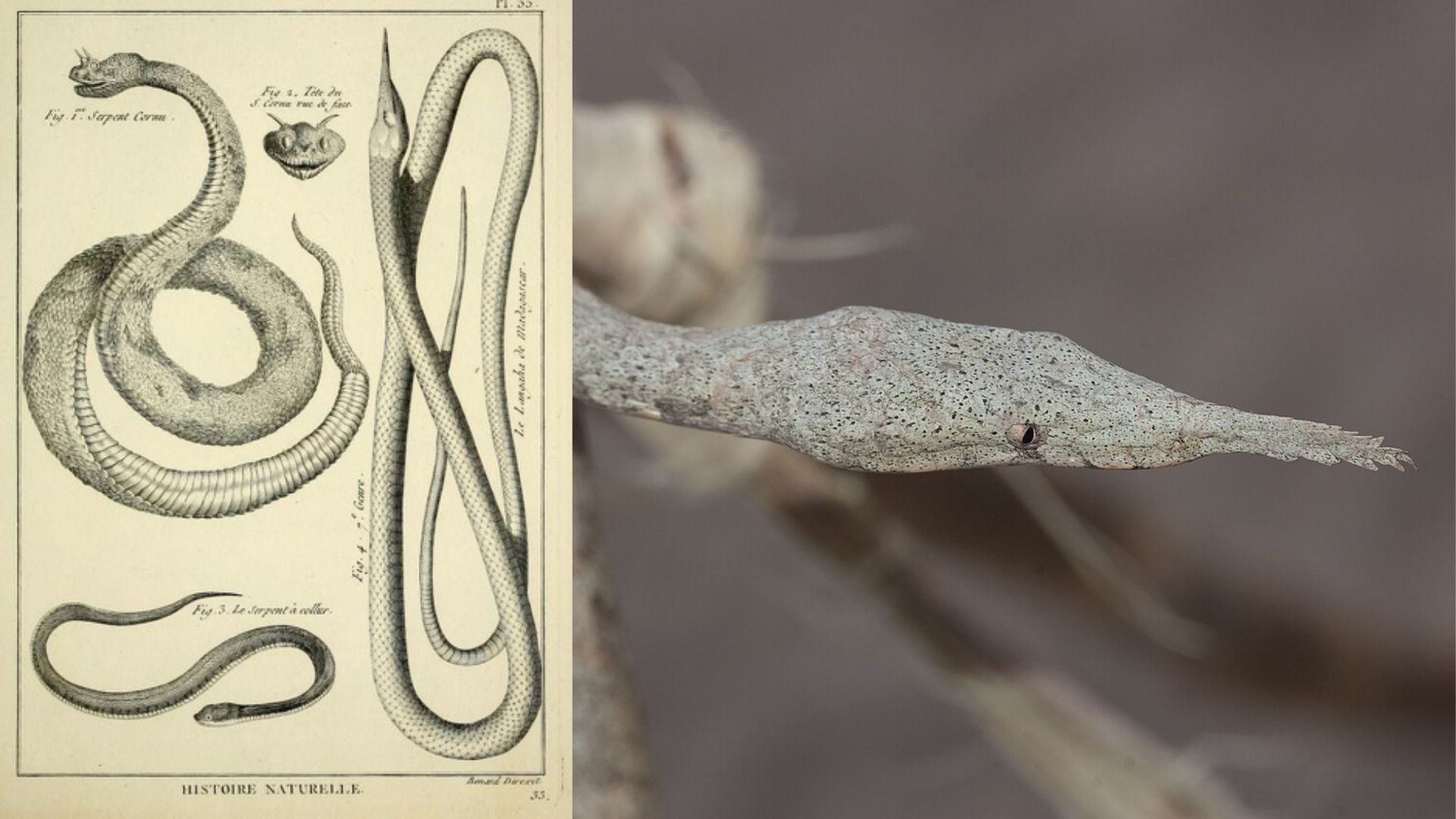 Cobra sem nariz de Madagascar, conhecida cientificamente como Langaha madagascariensis, exibindo seu característico nariz em formato de folha e corpo esguio usado para camuflagem nas florestas tropicais.