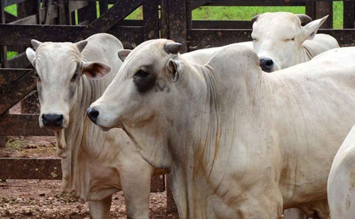Márcio Vieira/Governo do Tocantins