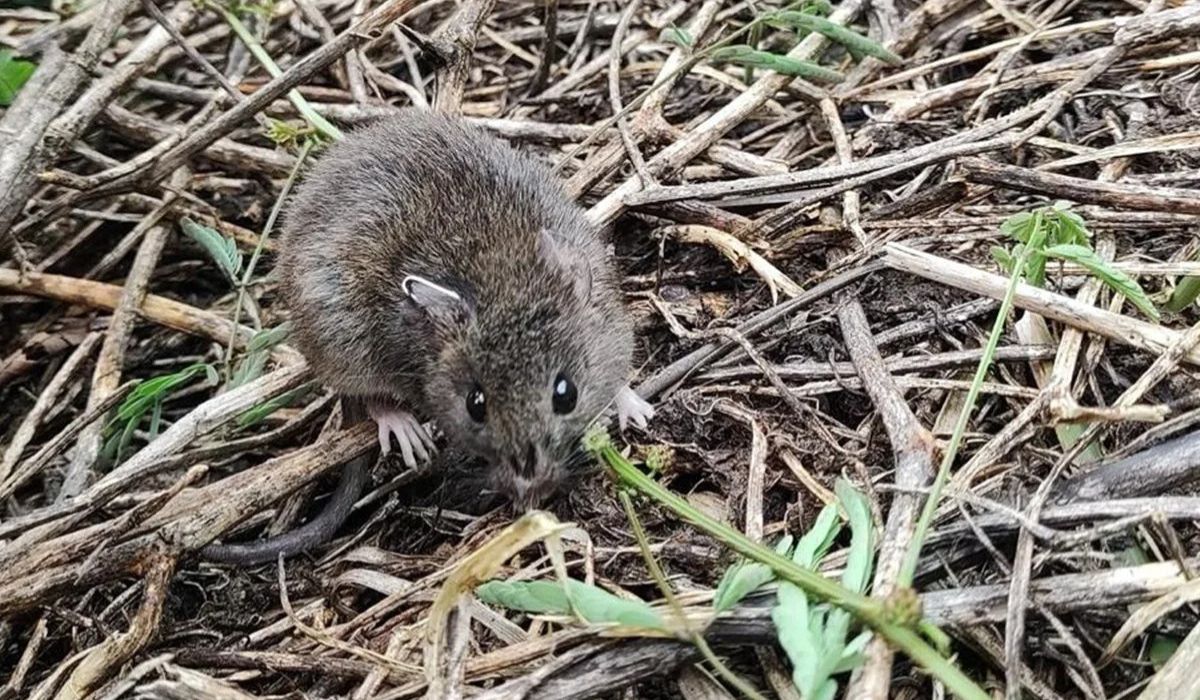 (Imagem: Airton Moura Júnior)