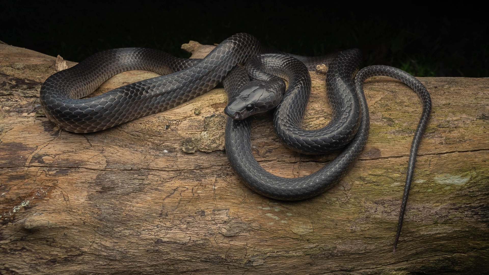 Nova espécie de cobra-lobo é confirmada em ilha remota da Índia após análises genéticas, revisão taxonômica e registros raros.