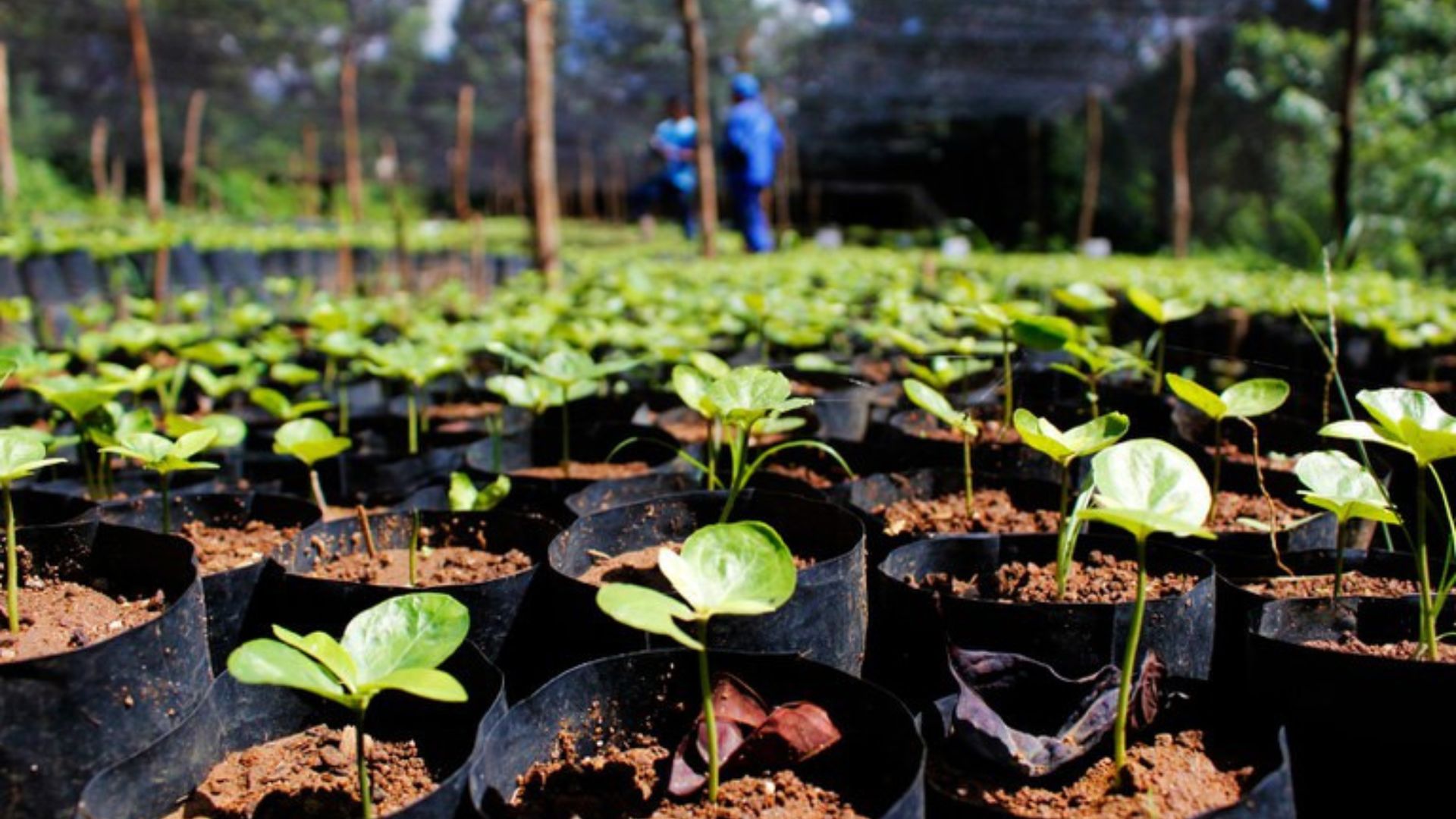 Mudas de espécies nativas da Mata Atlântica cultivadas em viveiro florestal utilizadas em ação de reflorestamento do Porto de Suape, em Pernambuco, para preservação ambiental e proteção hídrica.