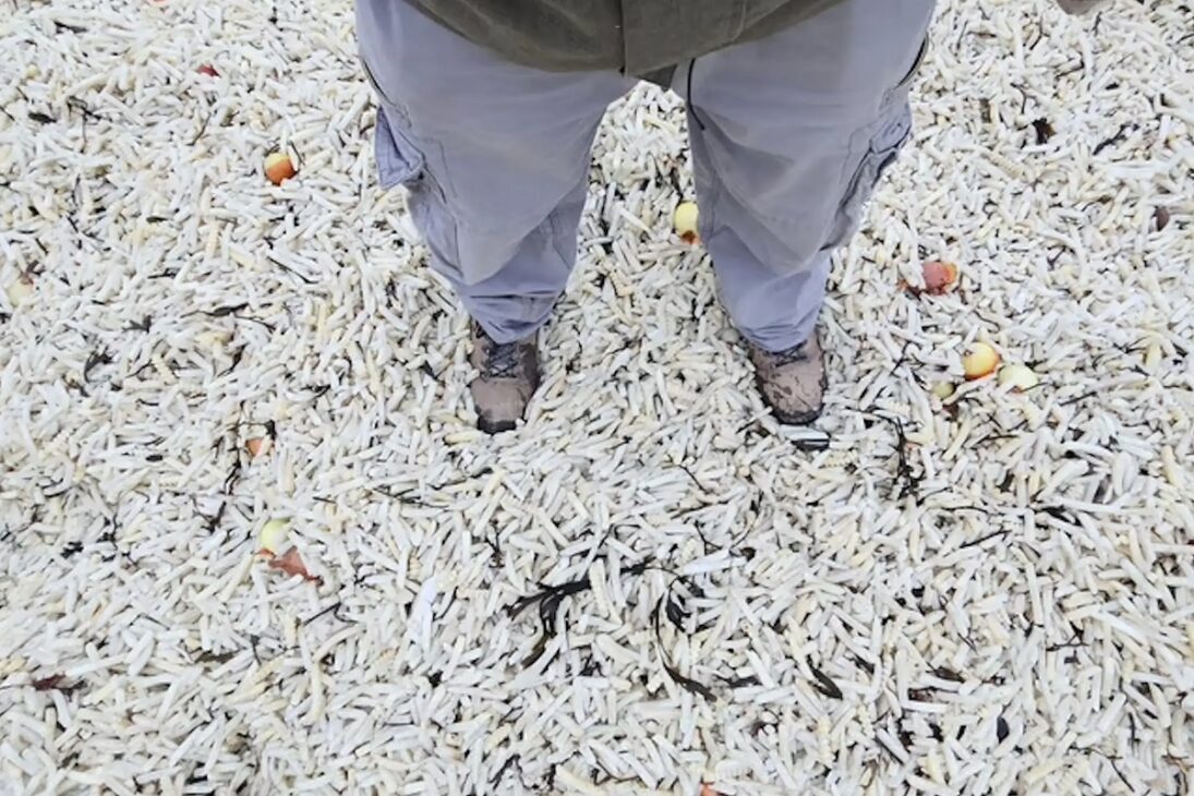 (Imagem: Reprodução)